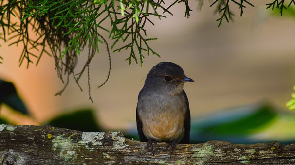 Free Bird Tree photo and picture