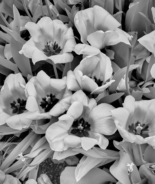 Free Flowers Flora photo and picture