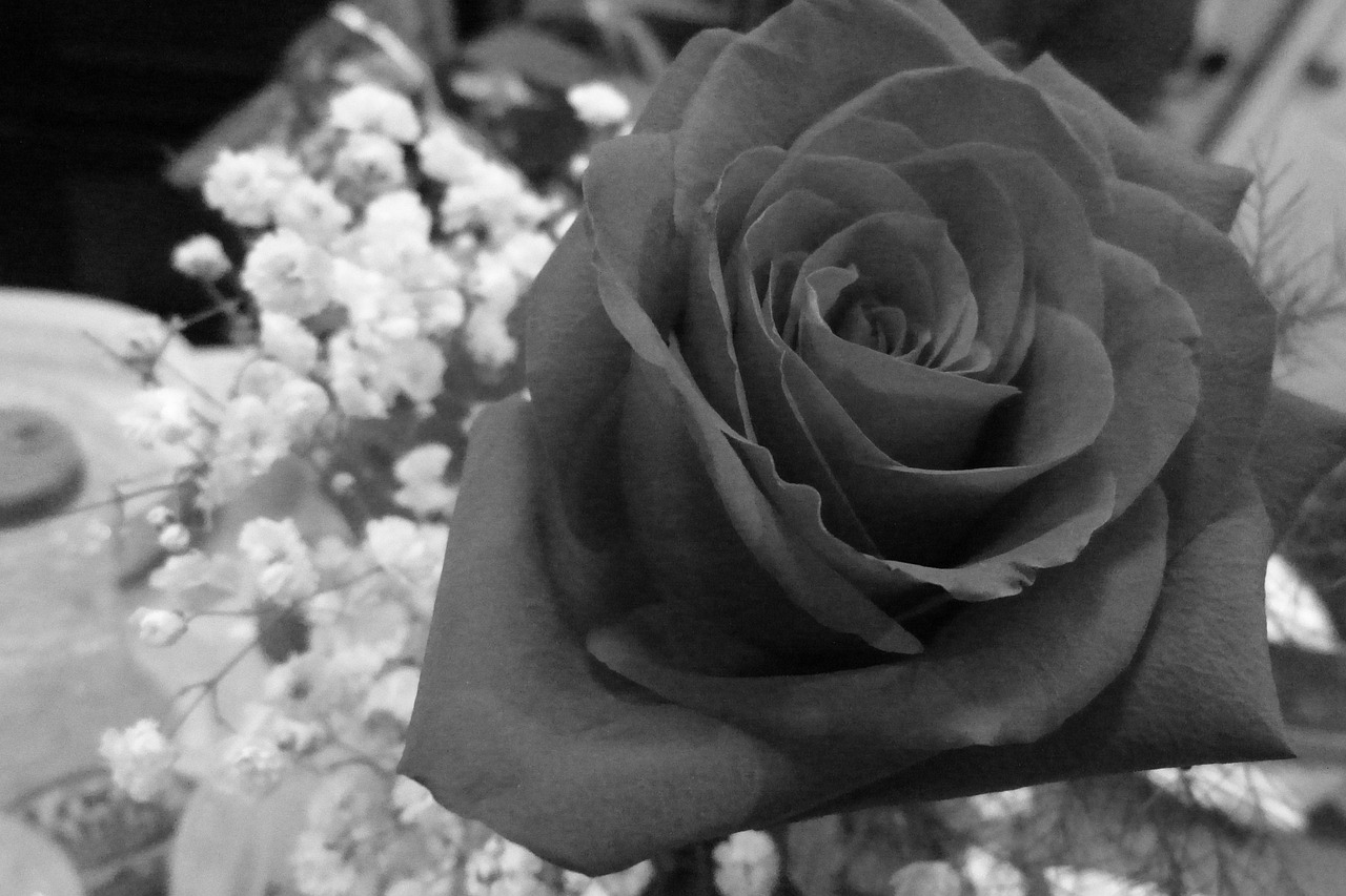 Rose Flower Monochrome Free Photo On Pixabay Pixabay rose-flower-monochrome-free-photo-on-pixabay-pixabay