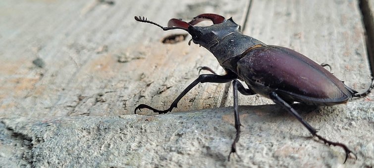 Kever, Insect, Natuur, Dier