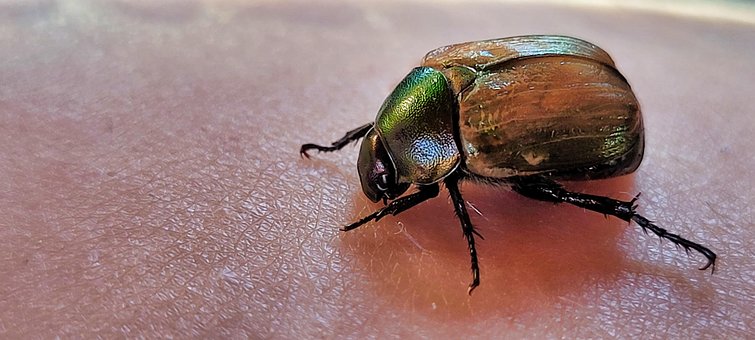 Kever, Huid, Textuur, Glimmend, Insect