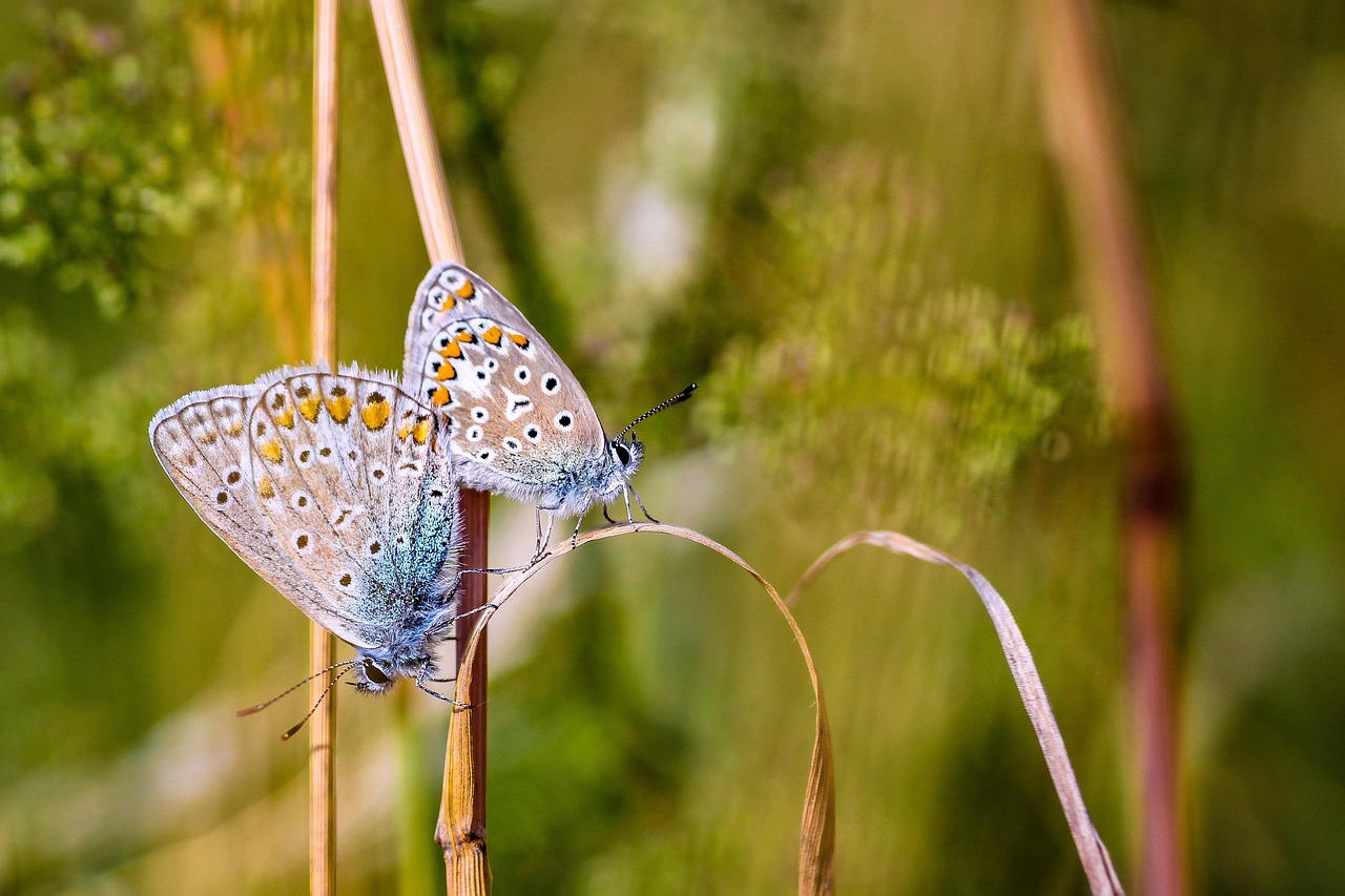 Adonis Blue Butterflies Insects - Free photo on Pixabay
