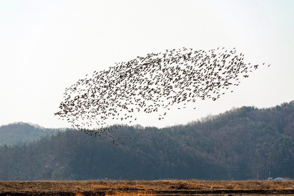 Flock Def Birds Flock Of Trees - Free photo on Pixabay - Pixabay