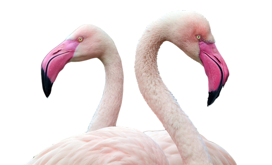 Flamingo, Vögel, Fliege, Tiere, Rosa