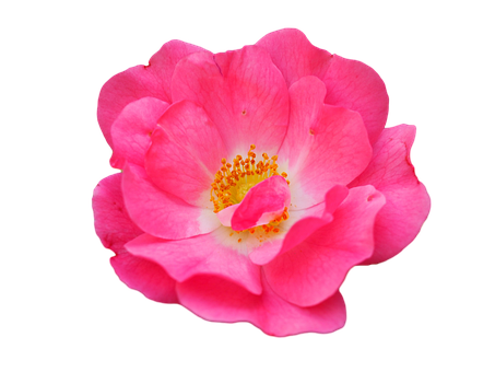 Rose, Liebe, Herz, Pflanze, Blumen