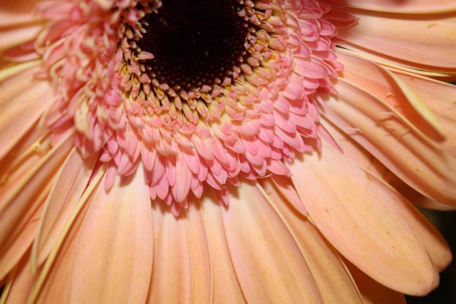 粉红色的花 桃花 非洲菊 - Pixabay上的免费照片 - Pixabay