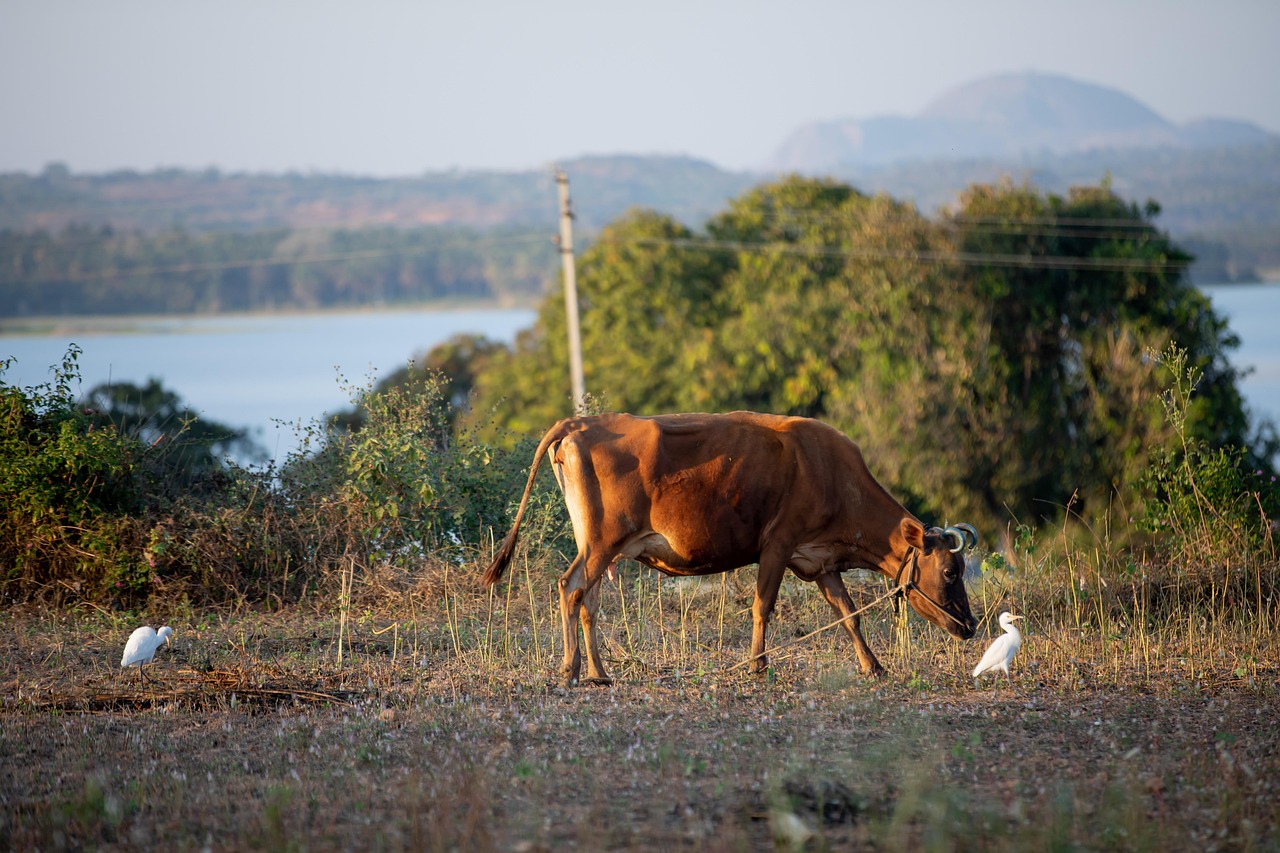 Cow - free online jigsaw puzzle photo