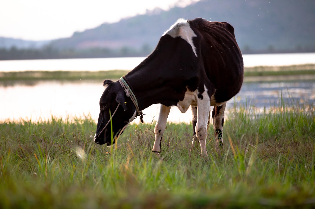 Cow - free online jigsaw puzzle photo