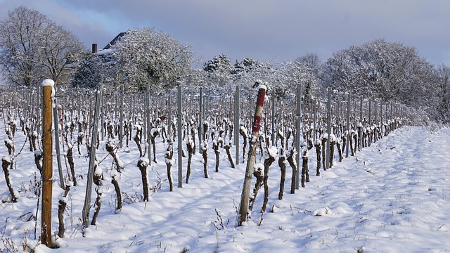 Free Vineyard Wine photo and picture