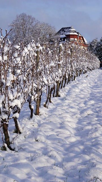 Free Viticulture Vineyard photo and picture