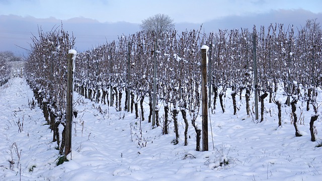 Free Vineyard Viticulture photo and picture