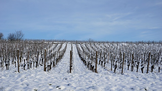 Free Vineyard Viticulture photo and picture