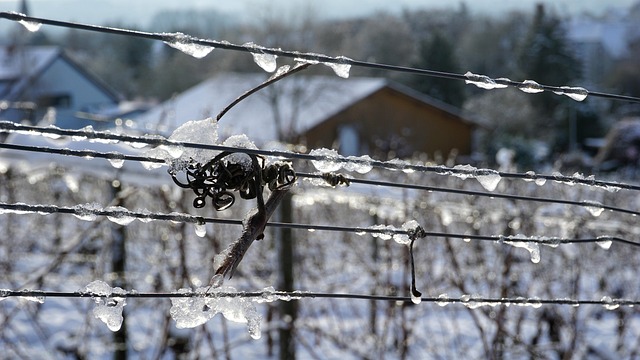 Free Viticulture Vines photo and picture