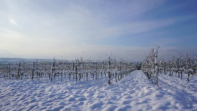 Free Winter Vineyard photo and picture