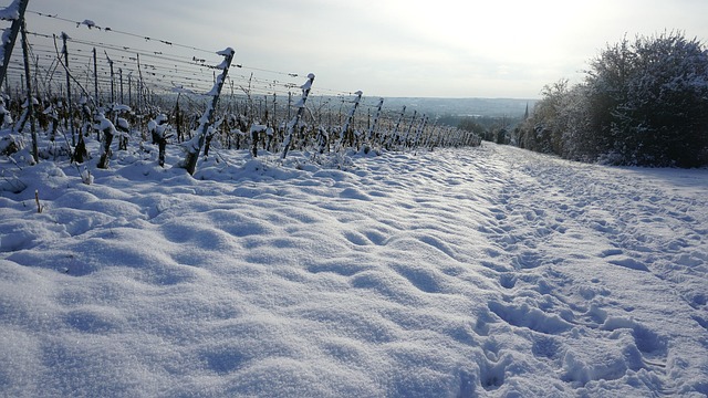 Free Winter Vineyard photo and picture