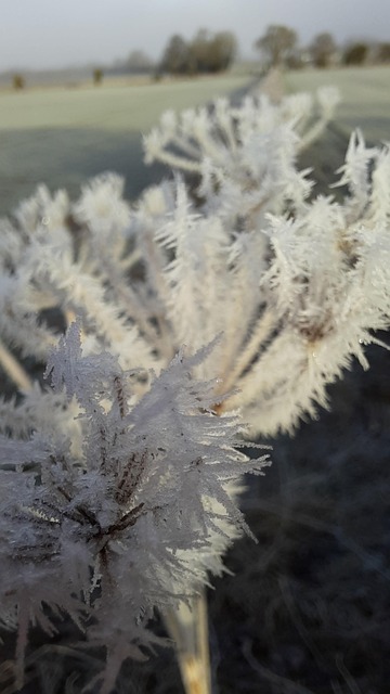 Free Frost Ice photo and picture