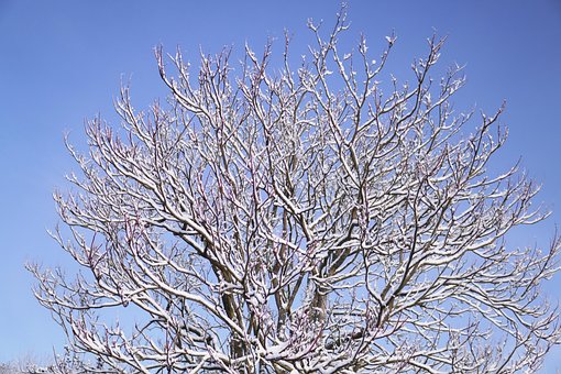 Free Tree Winter photo and picture