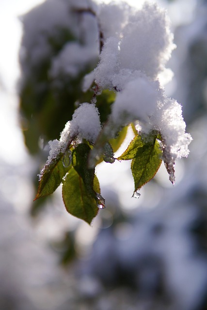 Free Snow Winter photo and picture
