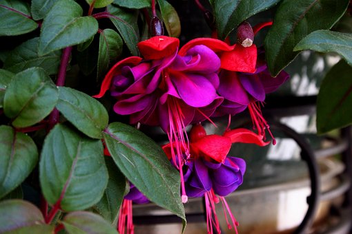 Digitales Foto, Garten, Haus, Fuscia