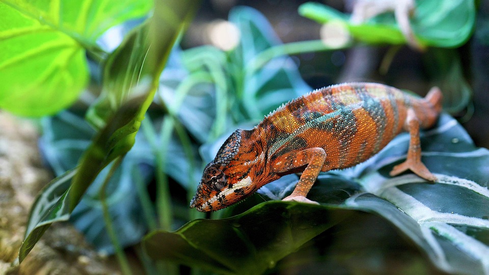 Chameleon Reptile Animal Free photo on Pixabay