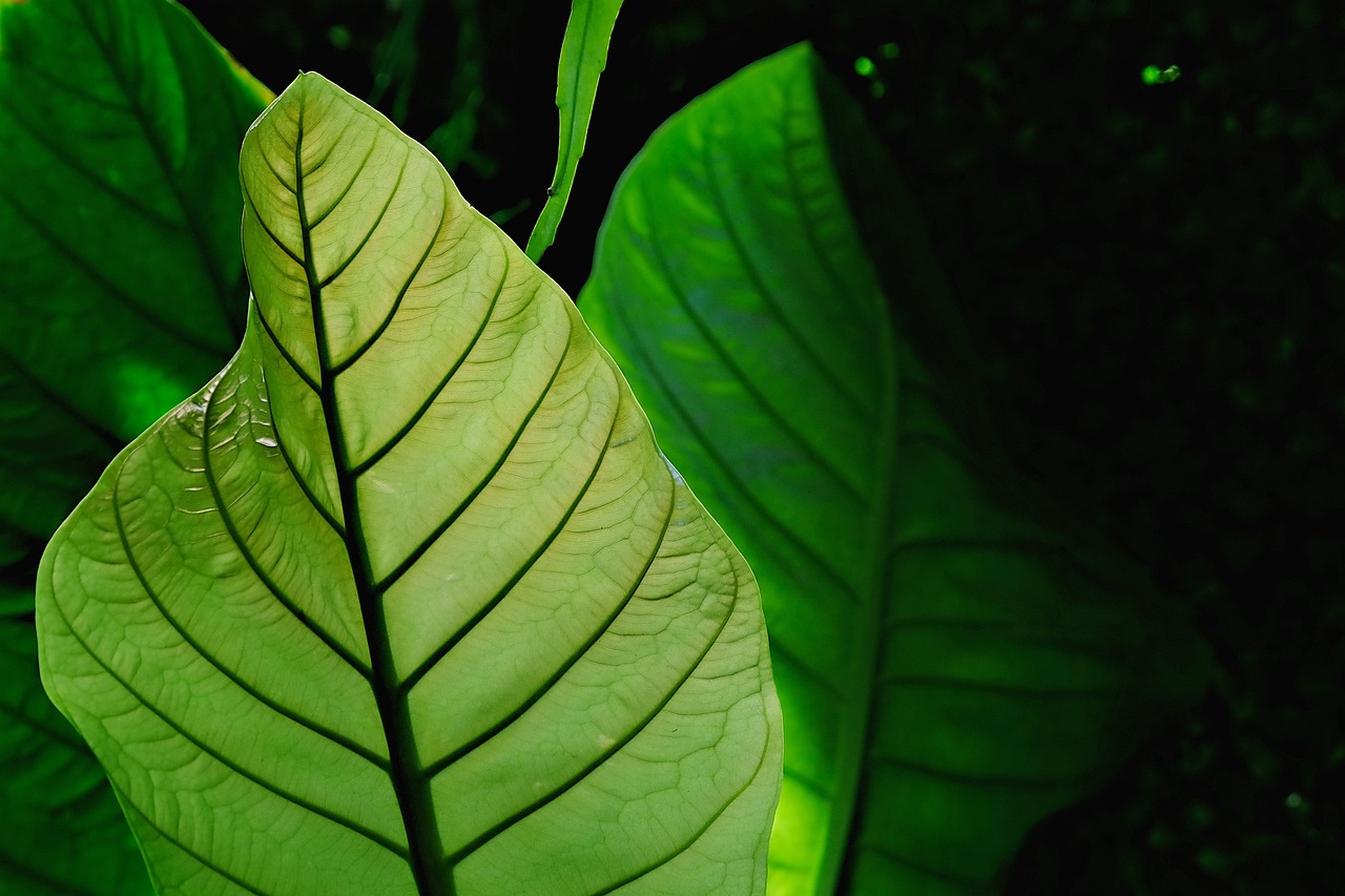 leaves, plant, anthurium, green, nature