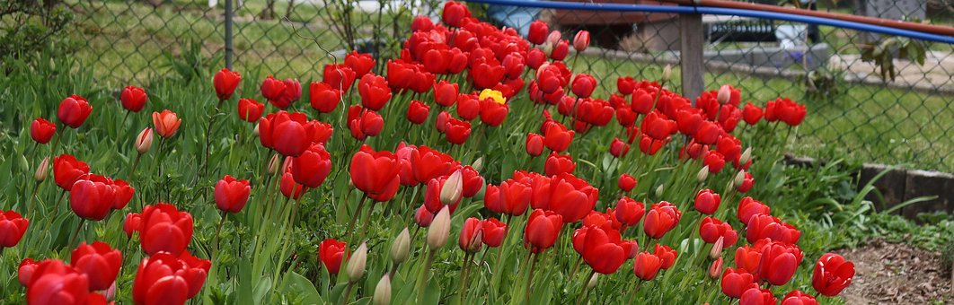 Tulpen, Frühling, Garten, Banner, Blüten