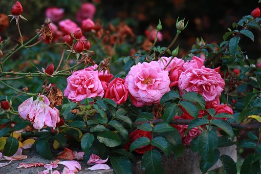 Rose, Herbst, Vergänglichkeit, Hagebutte