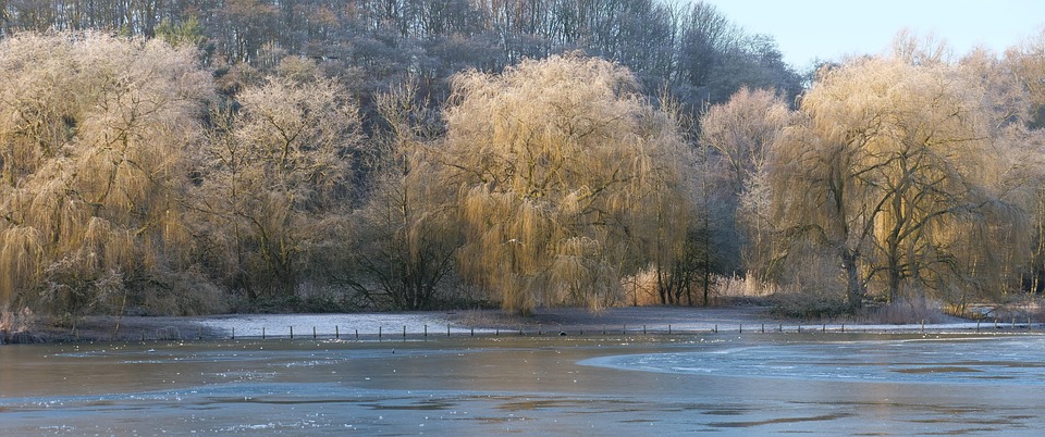 Winter Wald Gefrorener See - Kostenloses Foto auf Pixabay - Pixabay