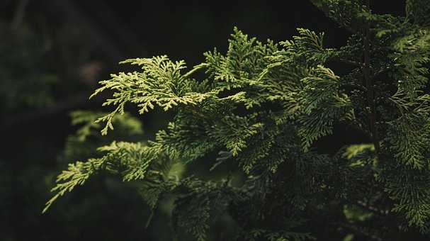 Free Leaves Nature photo and picture