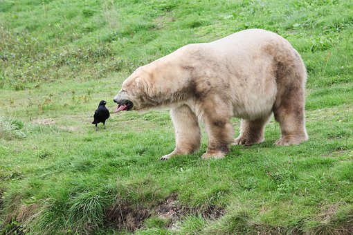 Free Animals Polar Bear photo and picture