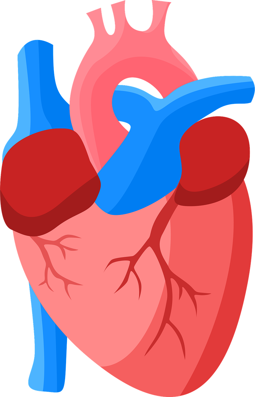 Download Heart Anatomy Human Royalty Free Vector Graphic Pixabay