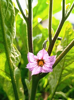 超过30 张关于 茄子花 和 茄子 的免费图片 Pixabay