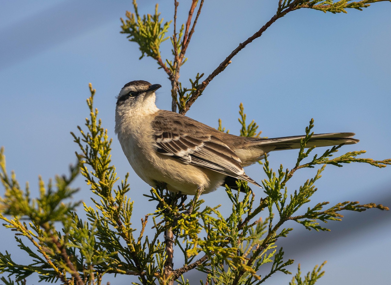 Bird Wild Animal Free Photo On Pixabay bird-wild-animal-free-photo-on-pixabay