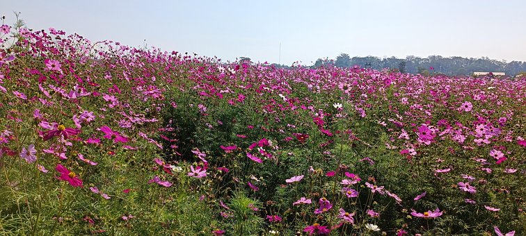 Free Field Nature photo and picture