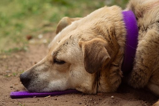 Free Dog Pet photo and picture