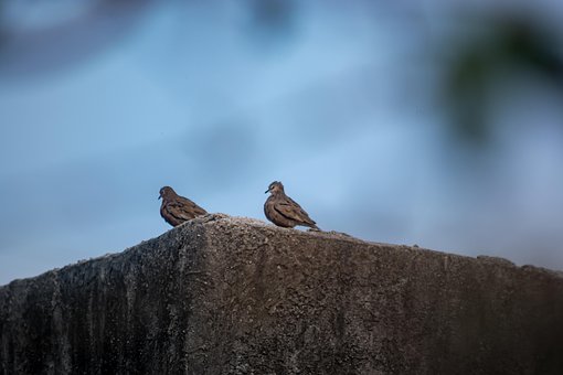 Free Paloma Bird photo and picture