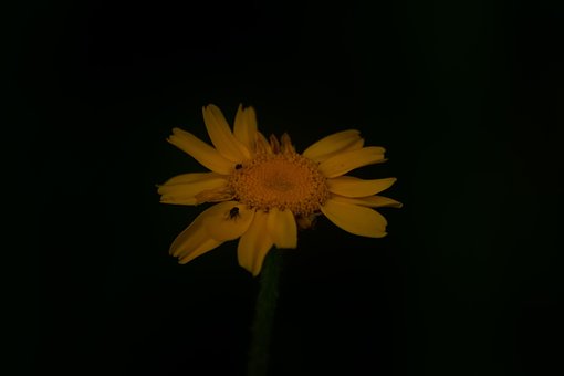 Free Sunflower Fly photo and picture
