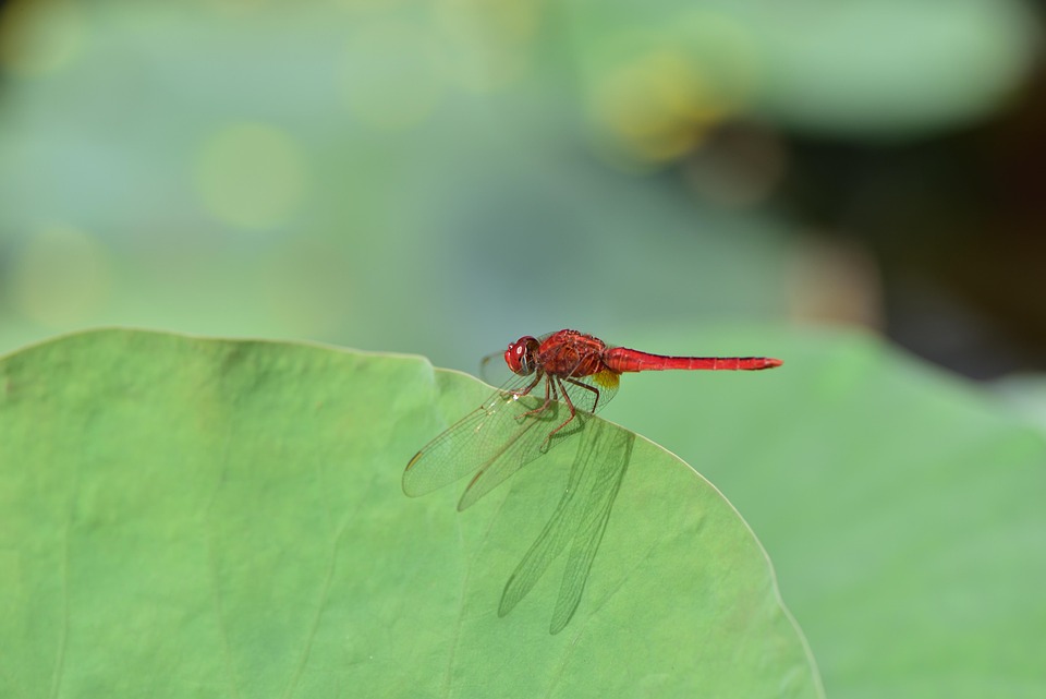 Red Rovar Red Dragonfly Rovar Teremtmény - Ingyenes fotó a Pixabay-en - Pixabay