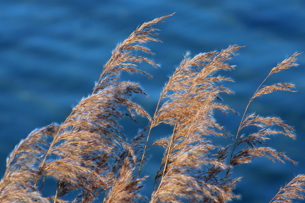 Japanese Reed Stalk Reed Lake Stalks - Free photo on Pixabay