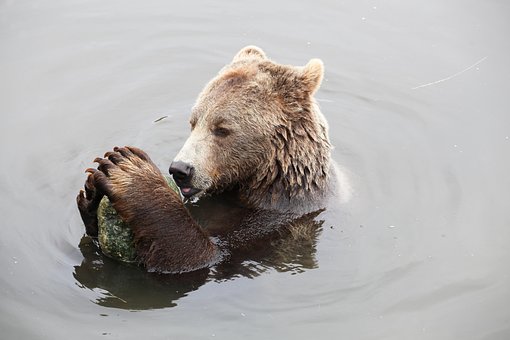 Free Bear Roller photo and picture