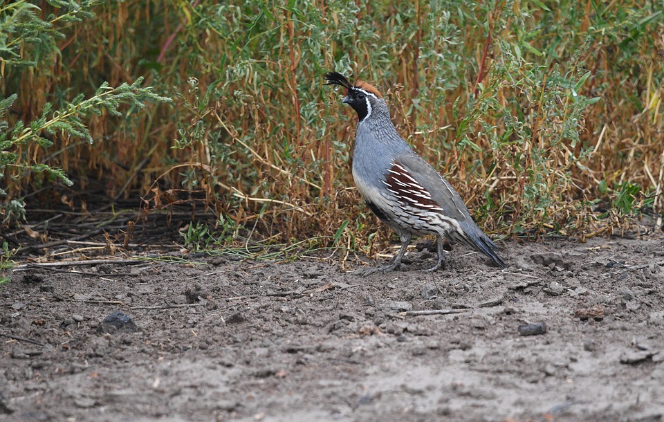 鳥 ウズラ 野生動物 - Pixabayの無料写真 - Pixabay