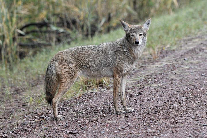 100+ Free Coyote &amp; Animal Images - Pixabay