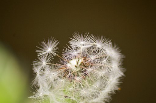 Free Flower Dandelion photo and picture