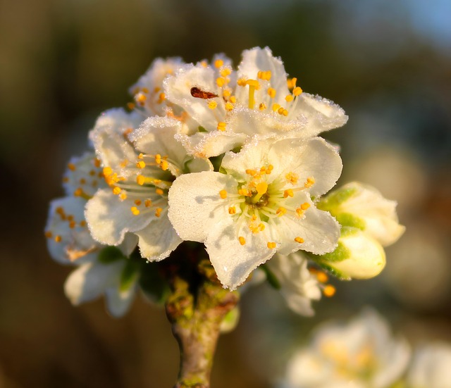 Florecer, Flores, Escarcha, Naturaleza