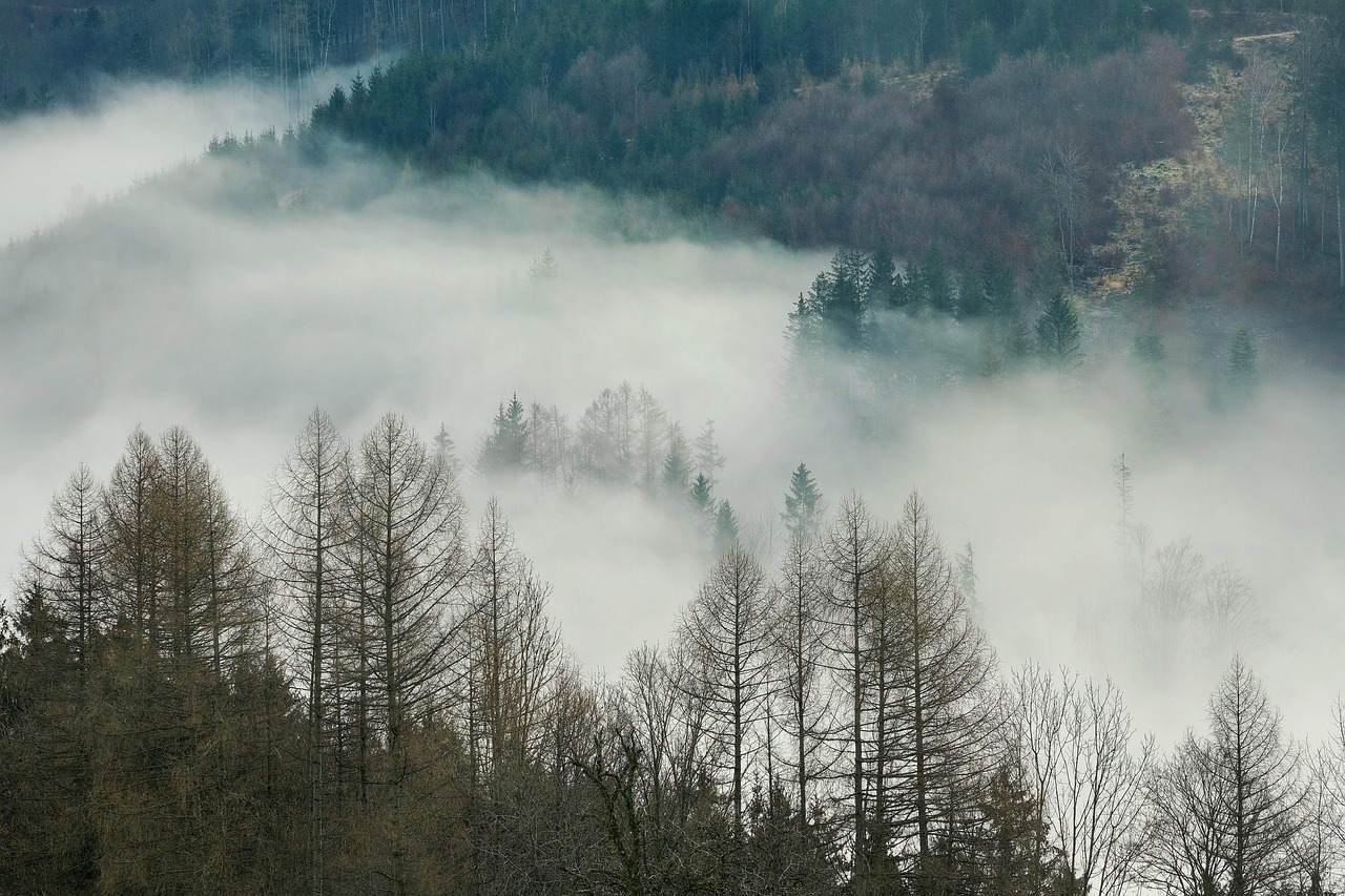 Forest - free online jigsaw puzzle photo