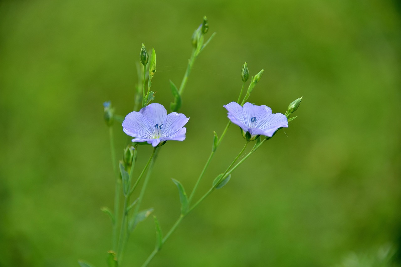 Flower Bloom Blossom Free photo on Pixabay Pixabay