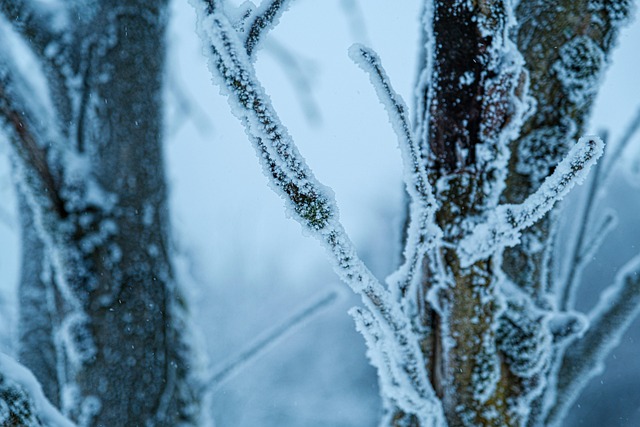 Free Snow Forest photo and picture