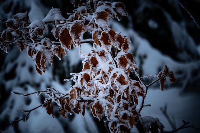 Free Snow Winter photo and picture