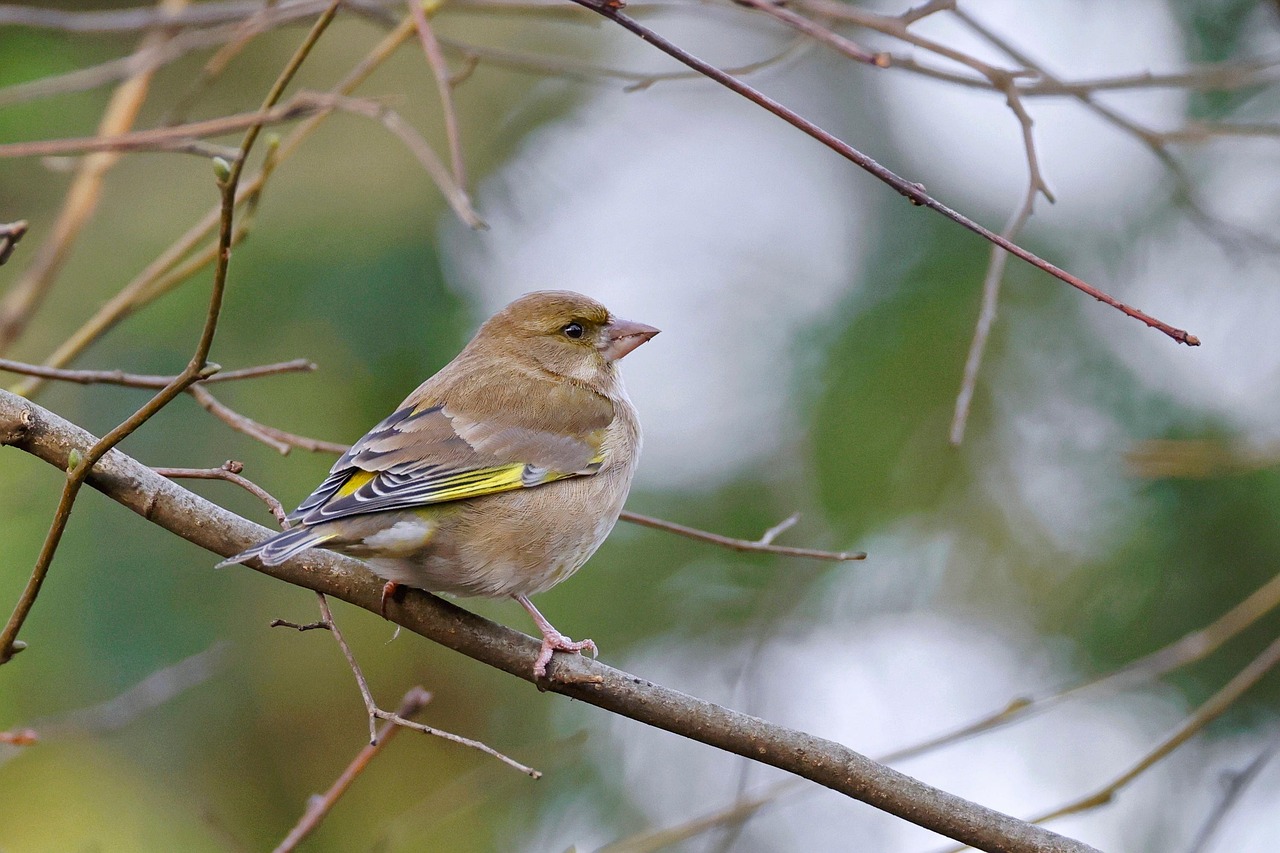 1,000+ Free Finch & Bird Images - Pixabay