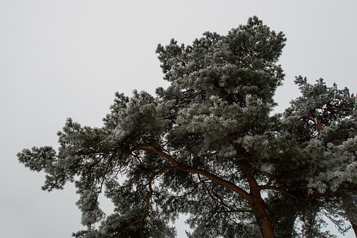 Free Trees Birch Trees photo and picture